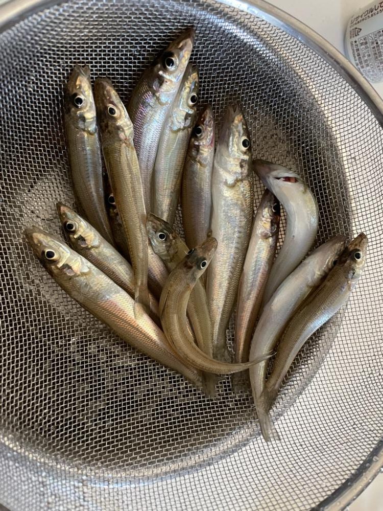 今年初のキス釣り