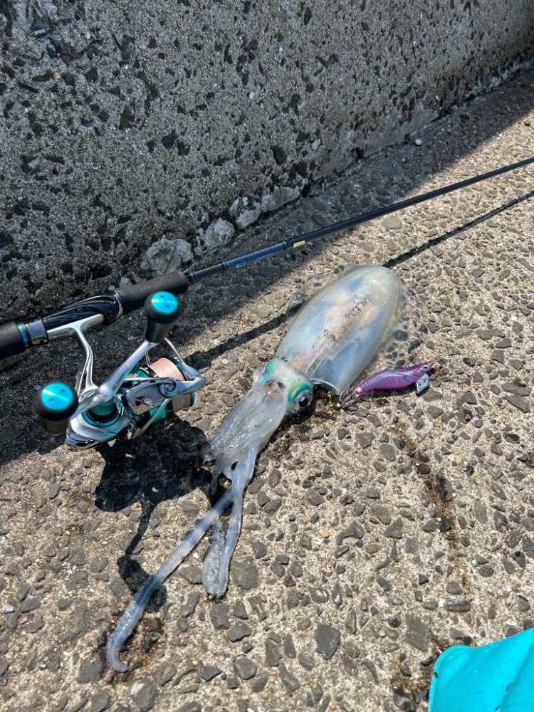 初めての平戸でエギング