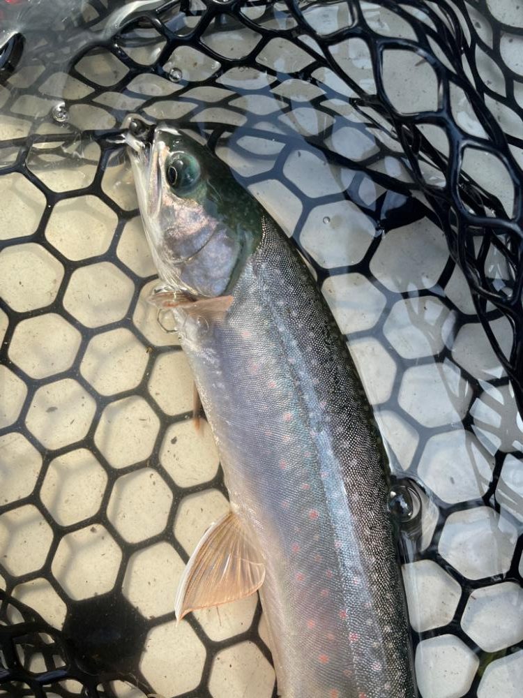 初の然別湖グレートフィッシング!