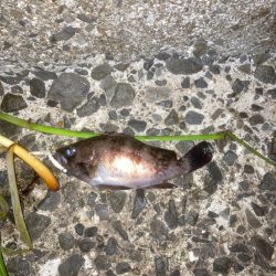 ご近所メバリング