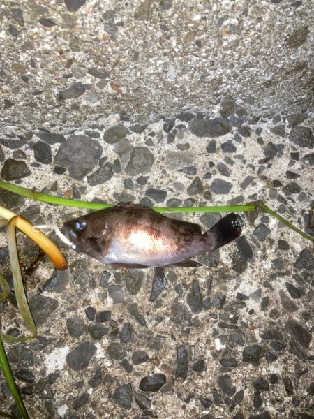 ご近所メバリング