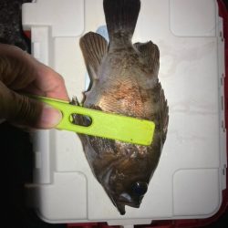 アジング、メバリング