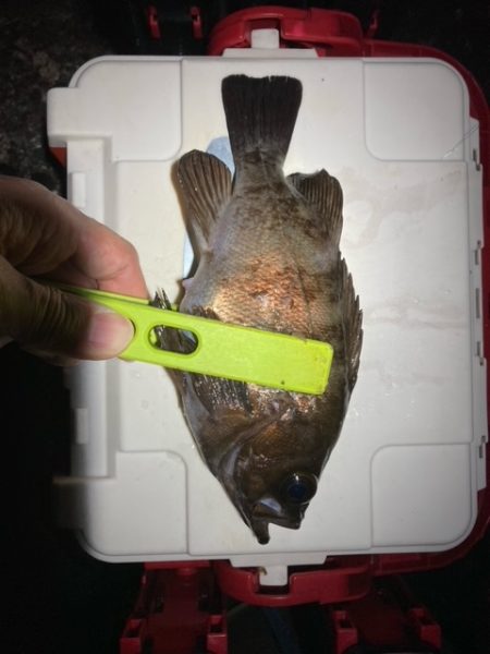 アジング、メバリング