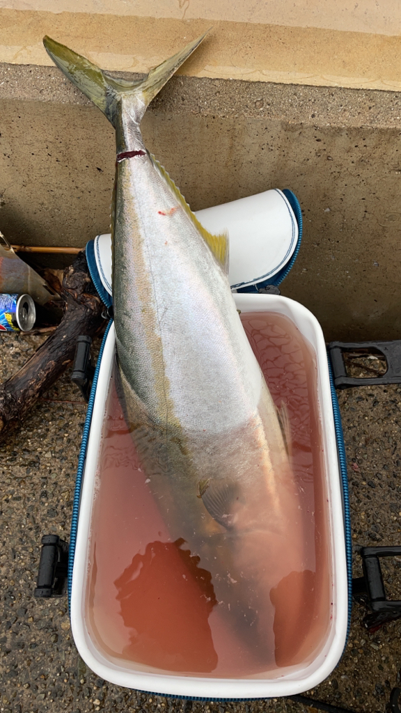 青物ありがとう