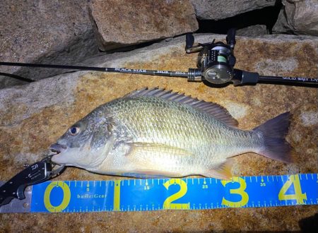 淀川ブリームゲーム