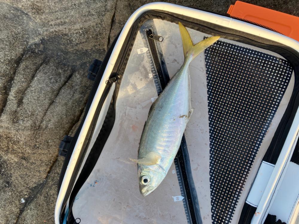 カゴ釣りで尺アジ