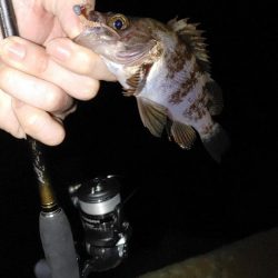 エギング　メバリング