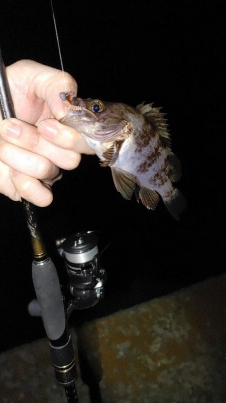 エギング　メバリング