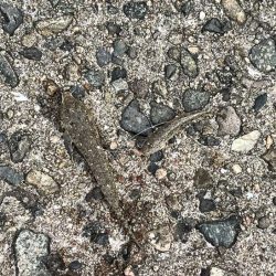 キス釣り開幕!サイズが極端に小さいけどボチボチ釣れます!!