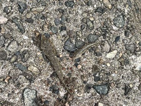 キス釣り開幕!サイズが極端に小さいけどボチボチ釣れます!!