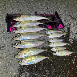 鳥取港で近海アジ釣り｜デカアジがバタバタ釣れる！