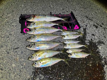鳥取港で近海アジ釣り｜デカアジがバタバタ釣れる！