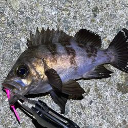 姫路でメバリング｜ワウムシャッド40モニター釣行