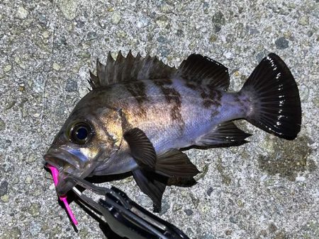 姫路でメバリング｜ワウムシャッド40モニタ…