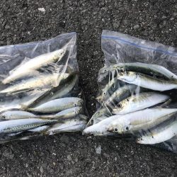 投げサビキでアジ、サバ、イワシ大漁GET