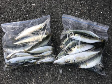 投げサビキでアジ、サバ、イワシ大漁GET