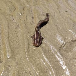 ふら〜っと釣り