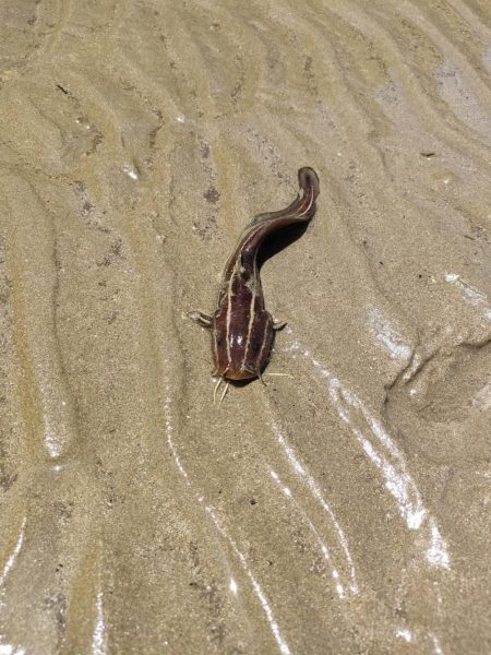 ふら〜っと釣り