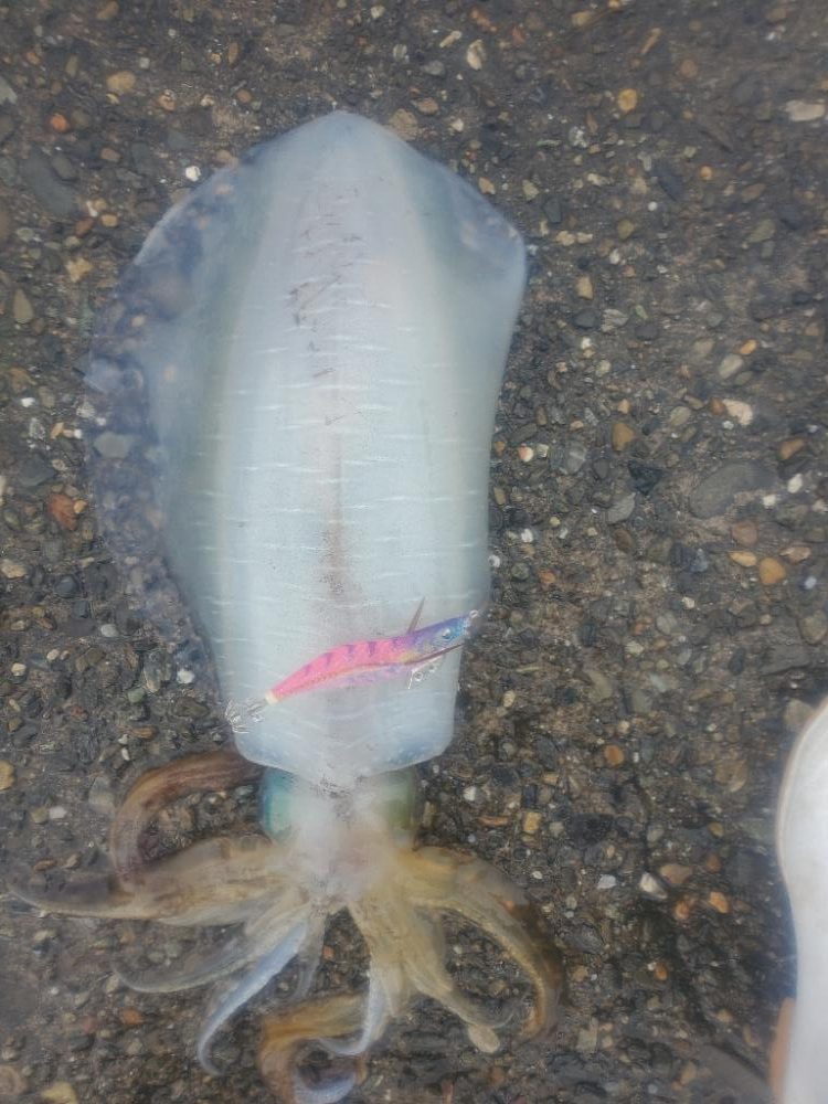 エギング　今季最大