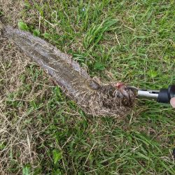 癒しのナマズ釣り