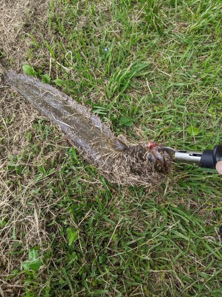 癒しのナマズ釣り