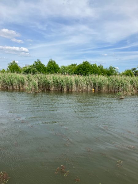 アフタースポーン45cm