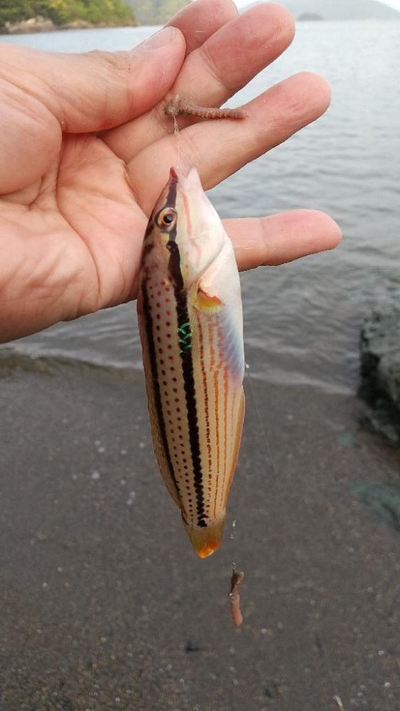 キス釣り～本番？