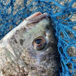 久しぶりのフカセ！