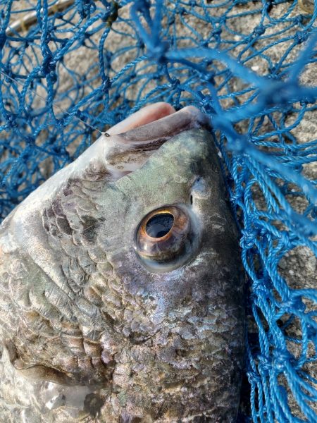 久しぶりのフカセ！