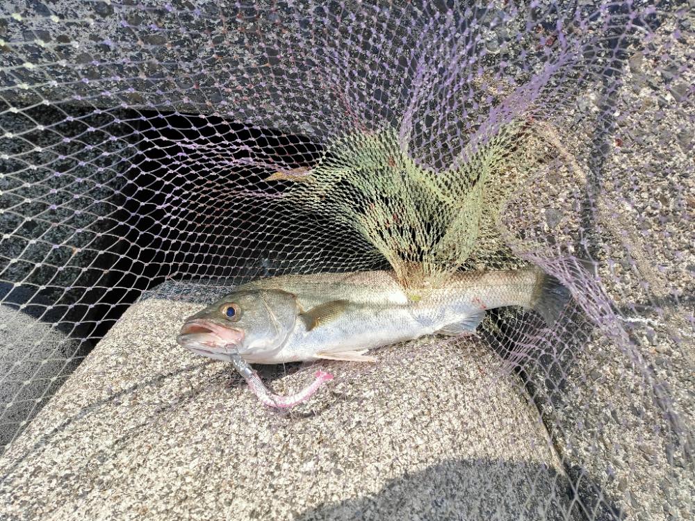 久々のシーバス