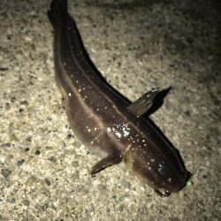 メバルウキ釣り