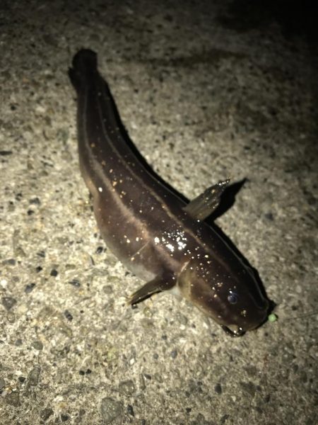 メバルウキ釣り