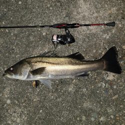 久しぶりのメバリング