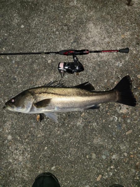 久しぶりのメバリング