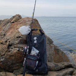 久しぶりの鰤属でした