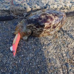 久しぶりに釣れた