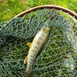 イワナのみでした