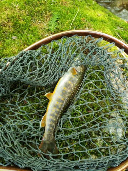 イワナのみでした