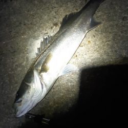 貝塚でバチ抜け