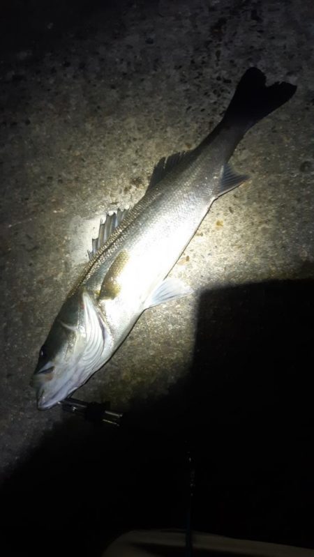 貝塚でバチ抜け