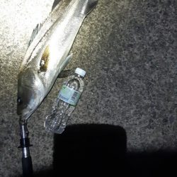 シーバスとチヌ。