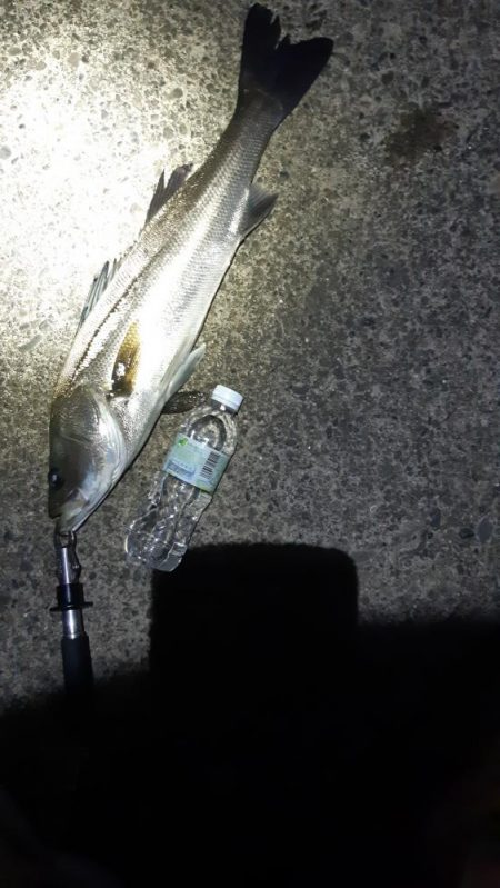 シーバスとチヌ。