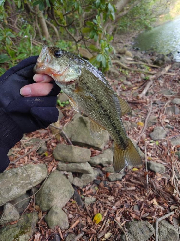 シャローにいました