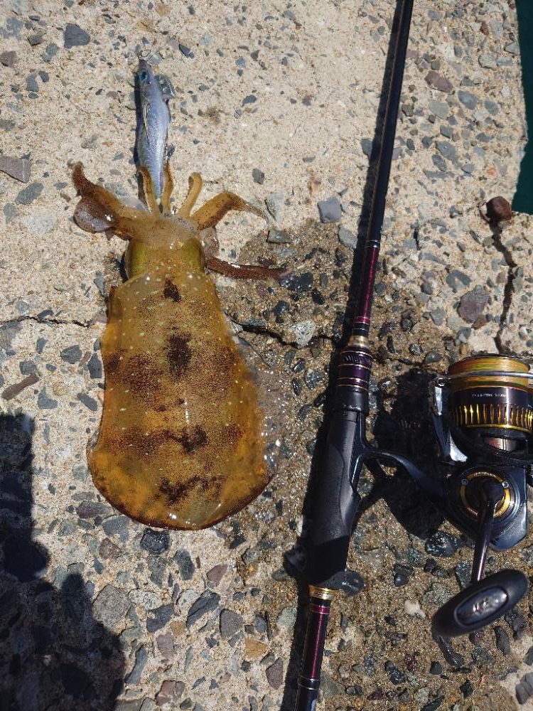 ランガンエギングIN対馬