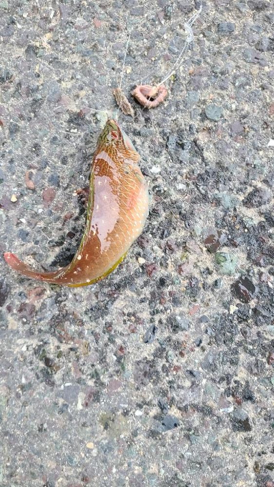 アコウの調査(ガッシーは好調)