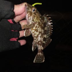 旅先でガシリング