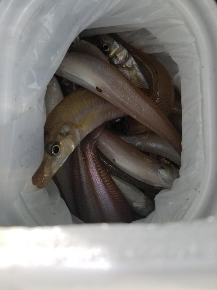 久々のキス釣り