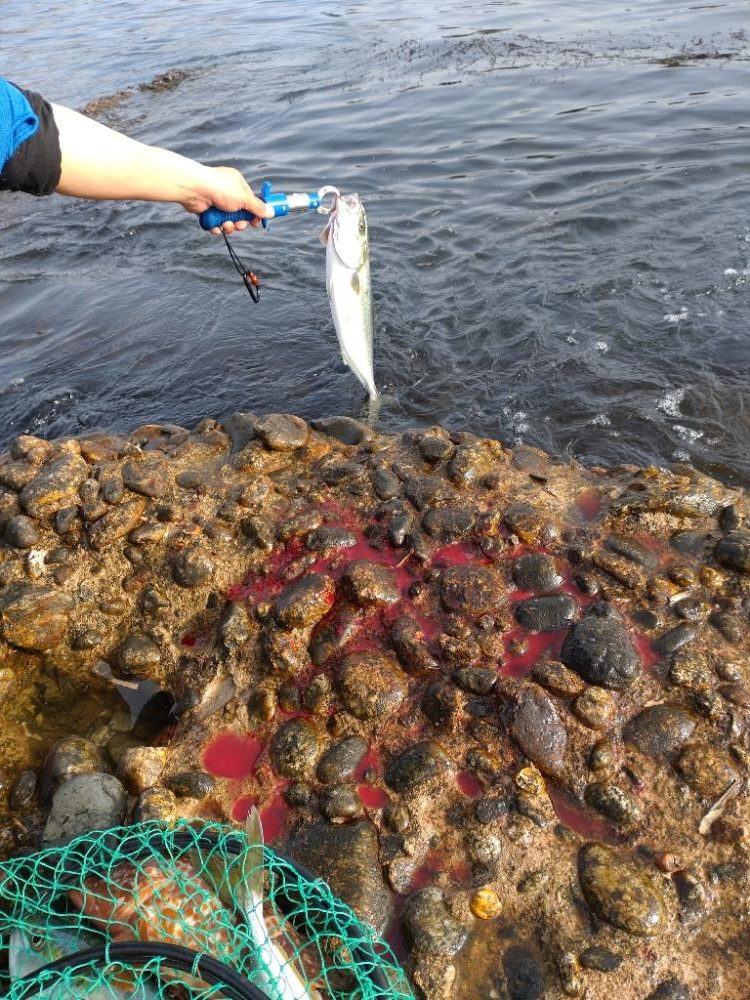 キジハタ1匹！フクラギ4匹！（お）