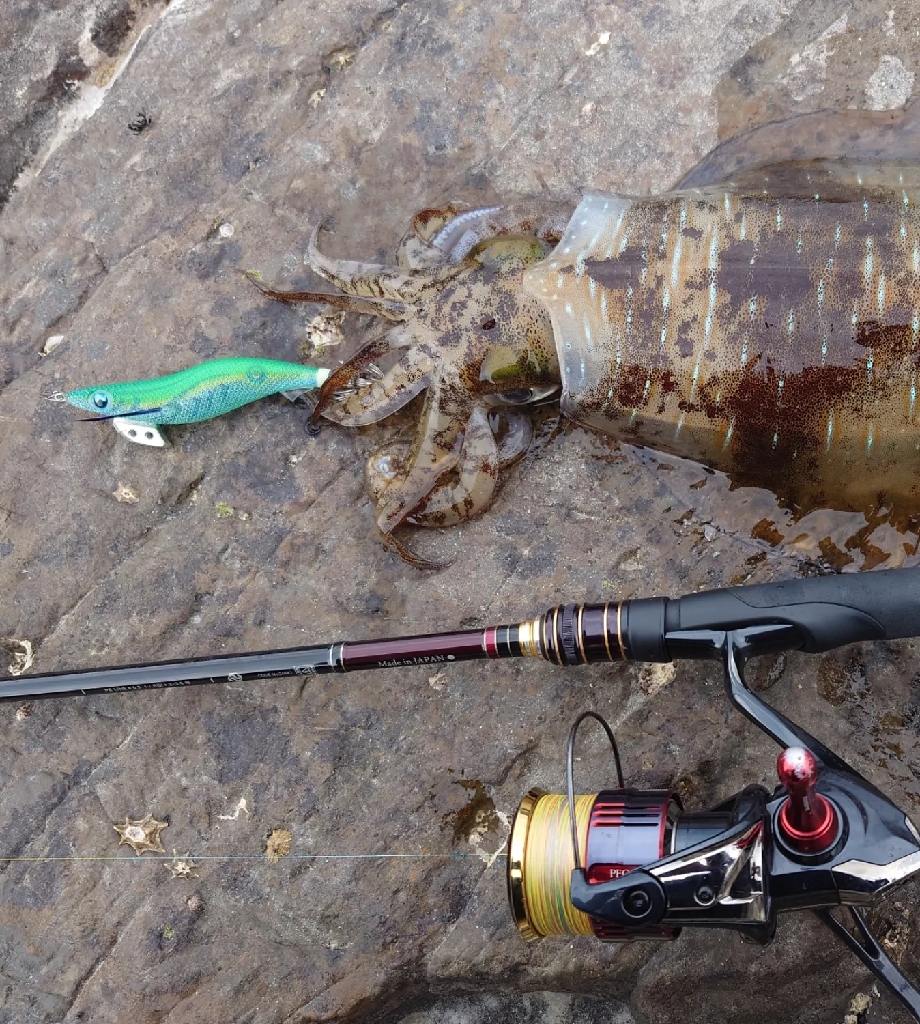 エギングガイドIN対馬