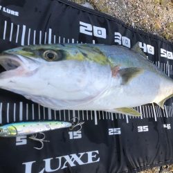 みんなでメジロ!